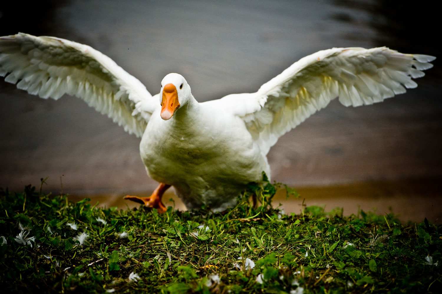 некий текст