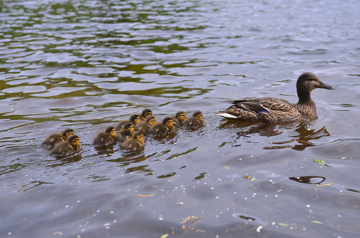 некий текст
