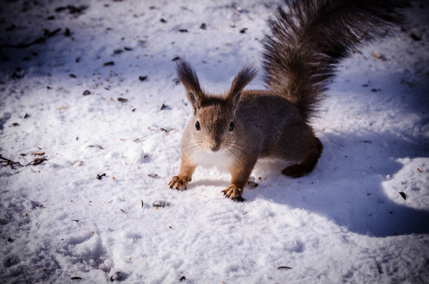 некий текст