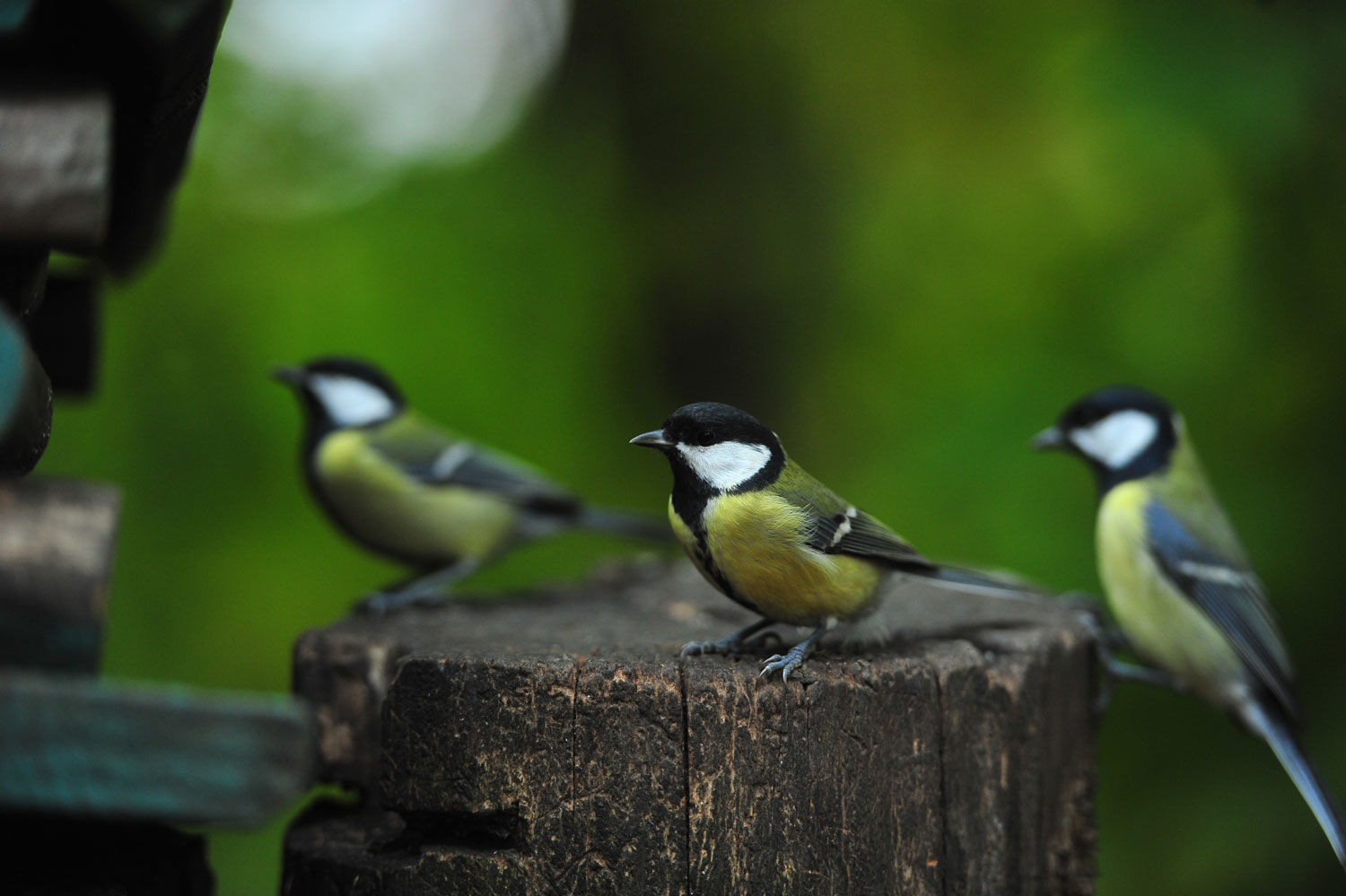 некий текст
