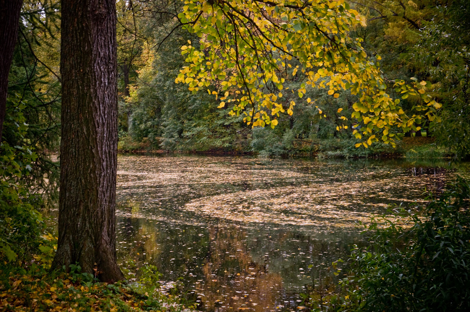 некий текст