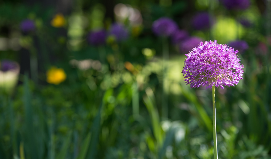 Занимательная игра-викторина «Что такое природа и как ее охранять?»