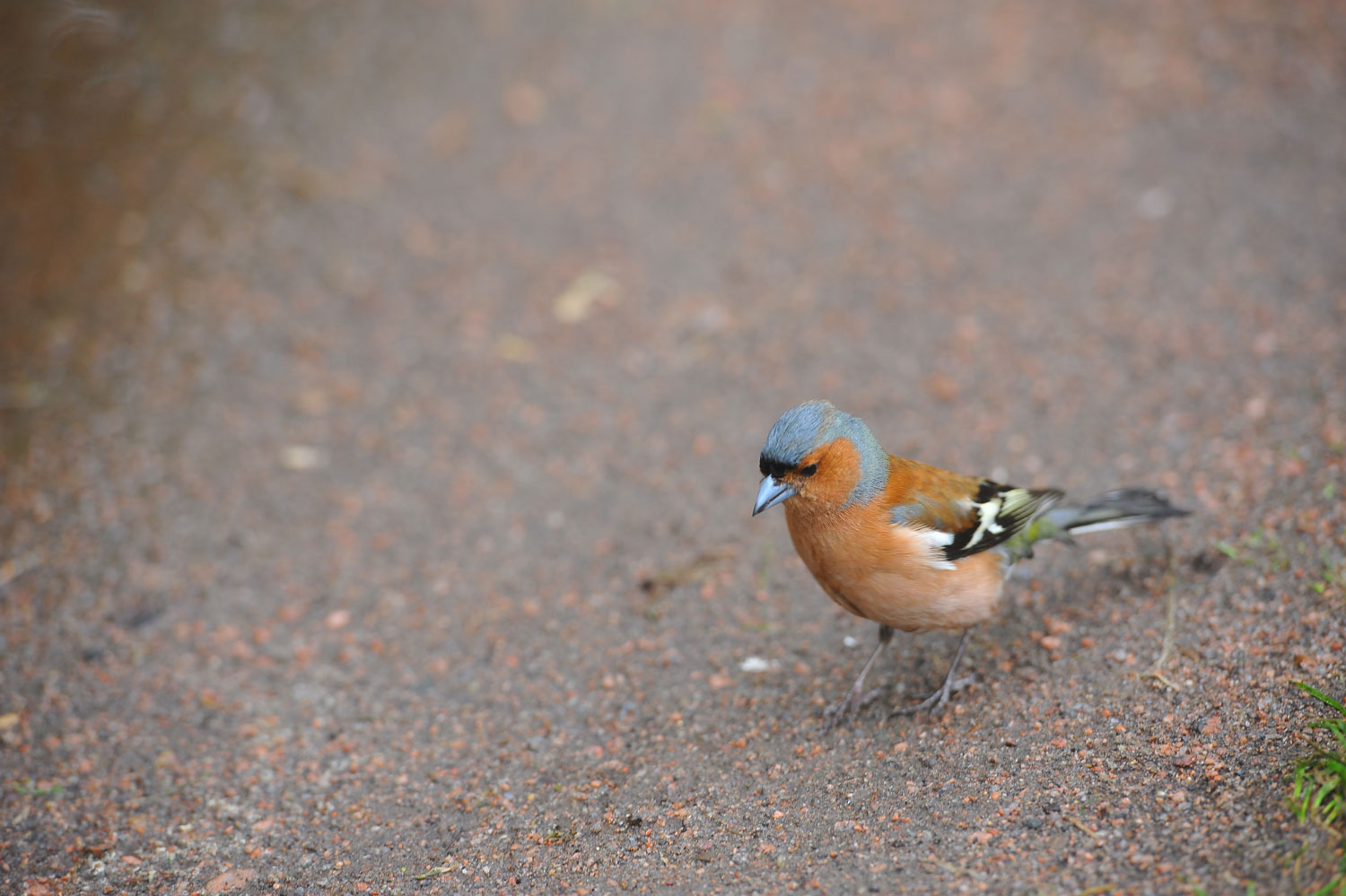 некий текст