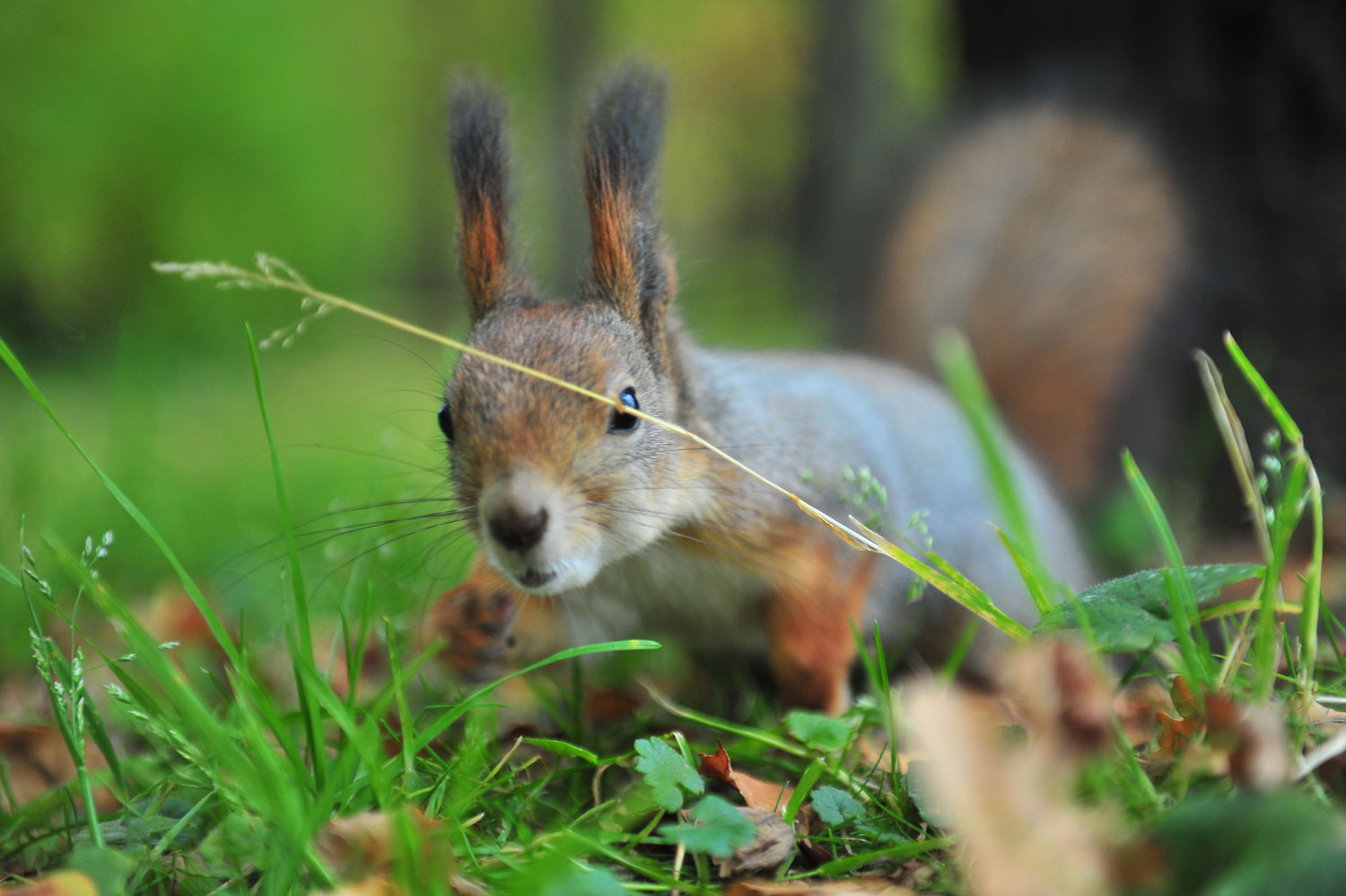некий текст