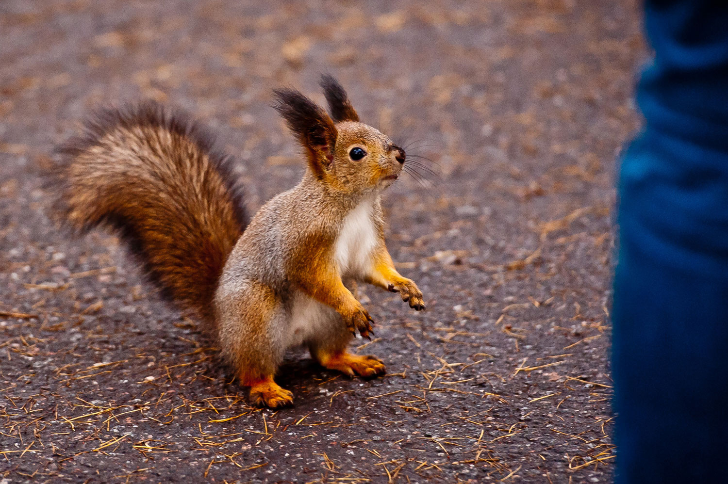 некий текст
