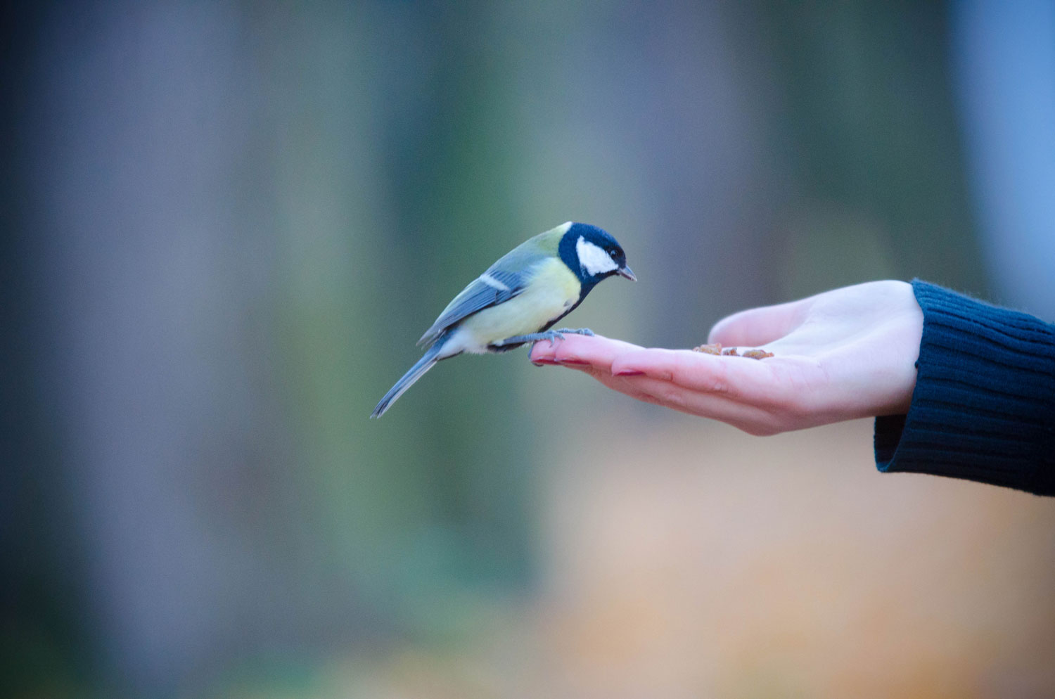 некий текст