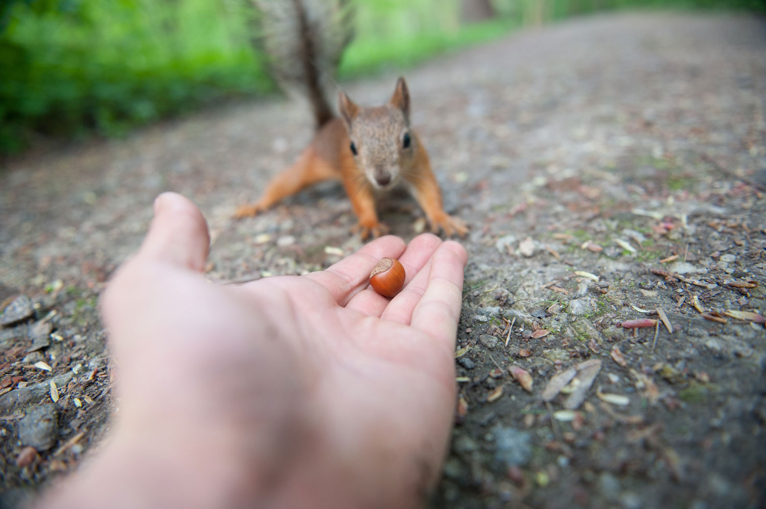 некий текст