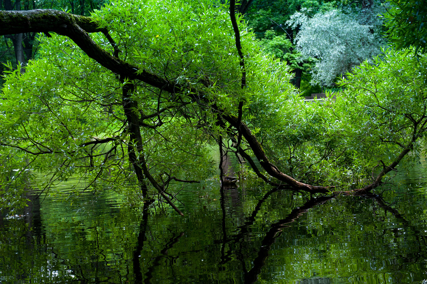 некий текст