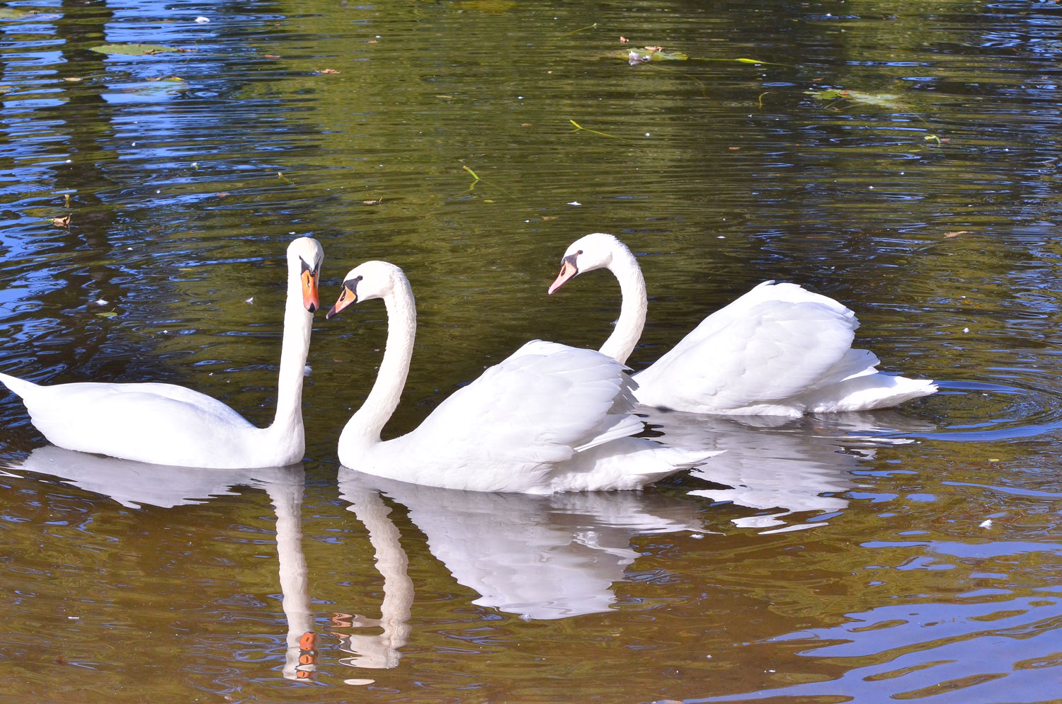 некий текст
