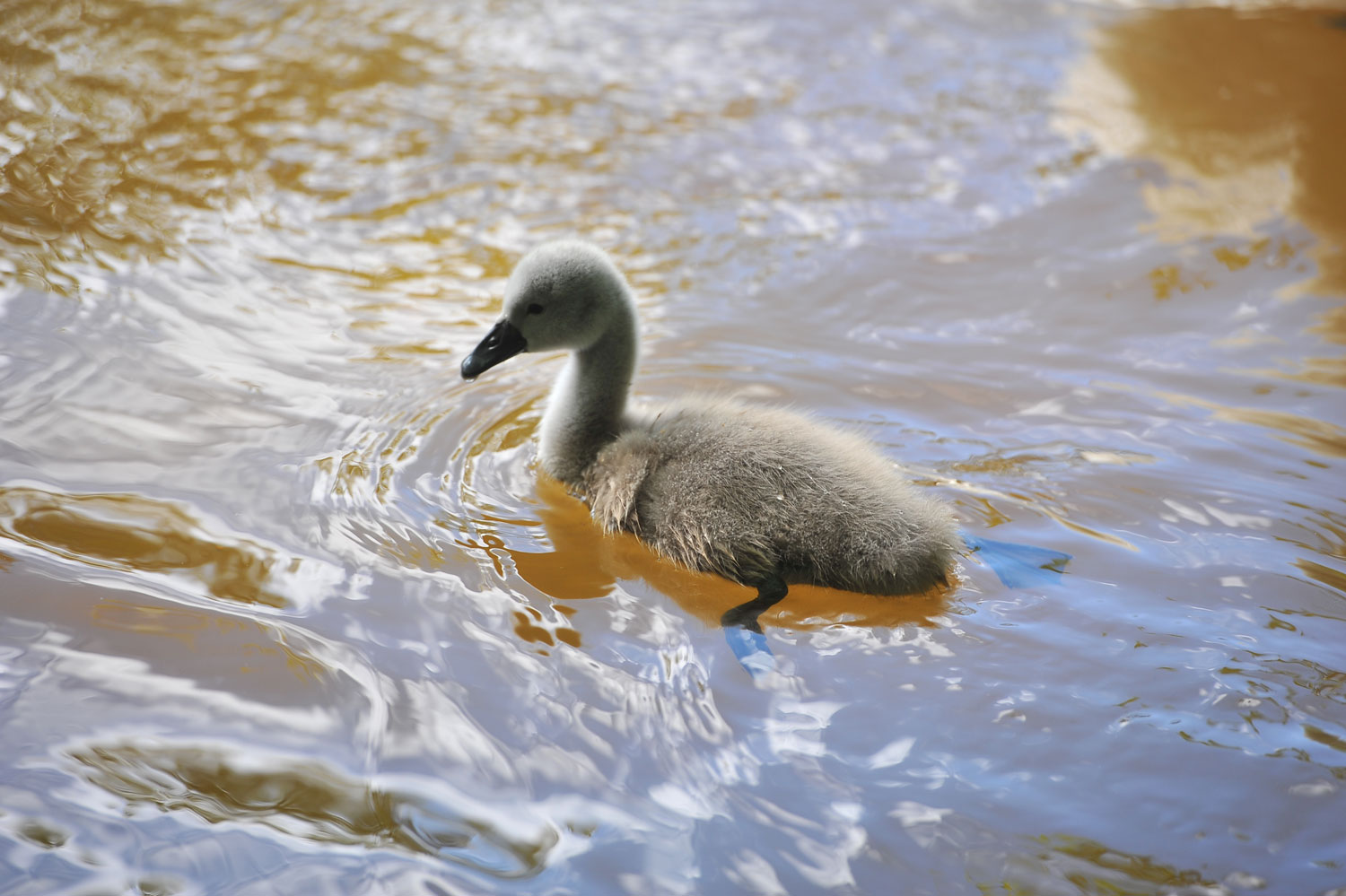 некий текст