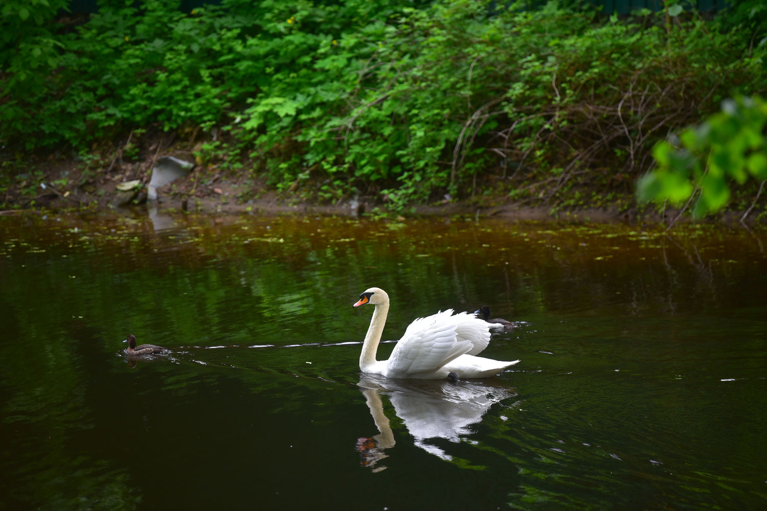 некий текст