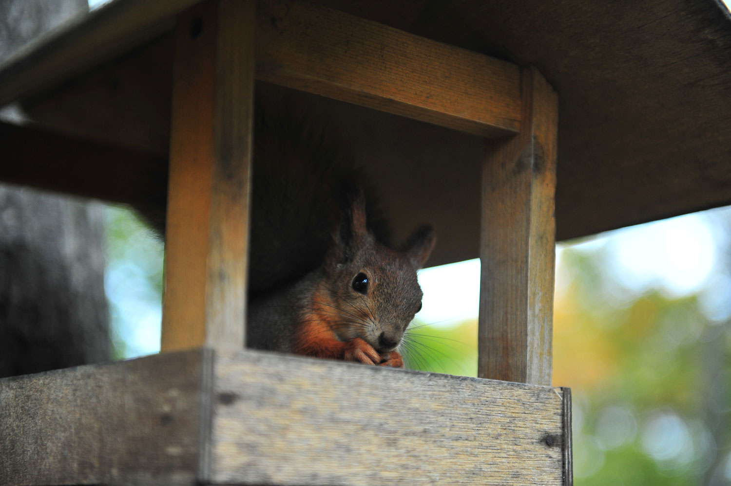 некий текст