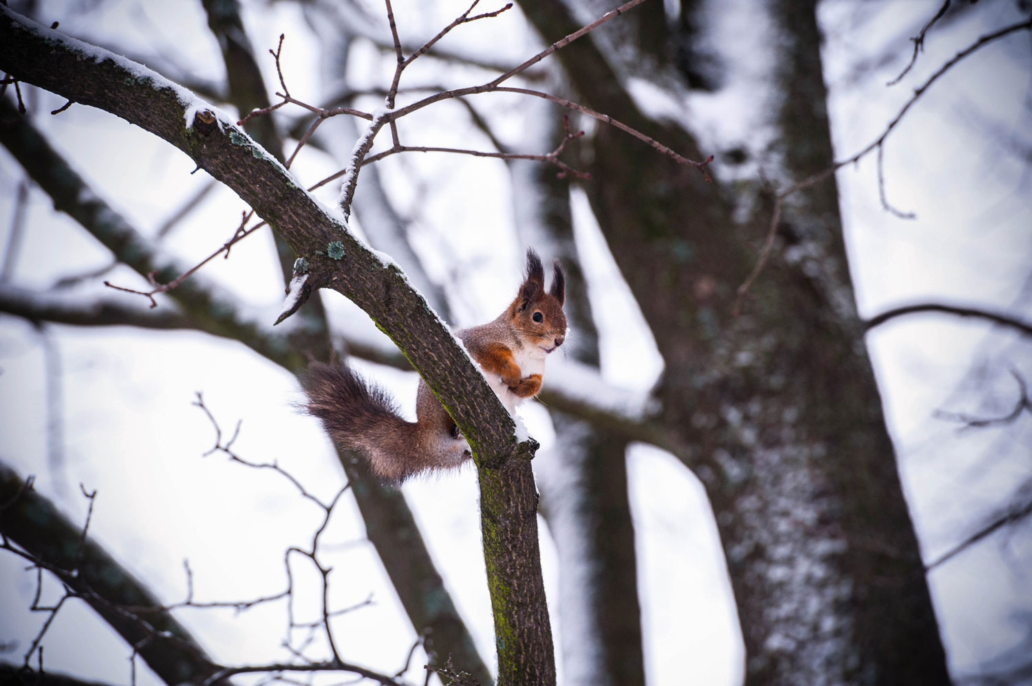некий текст