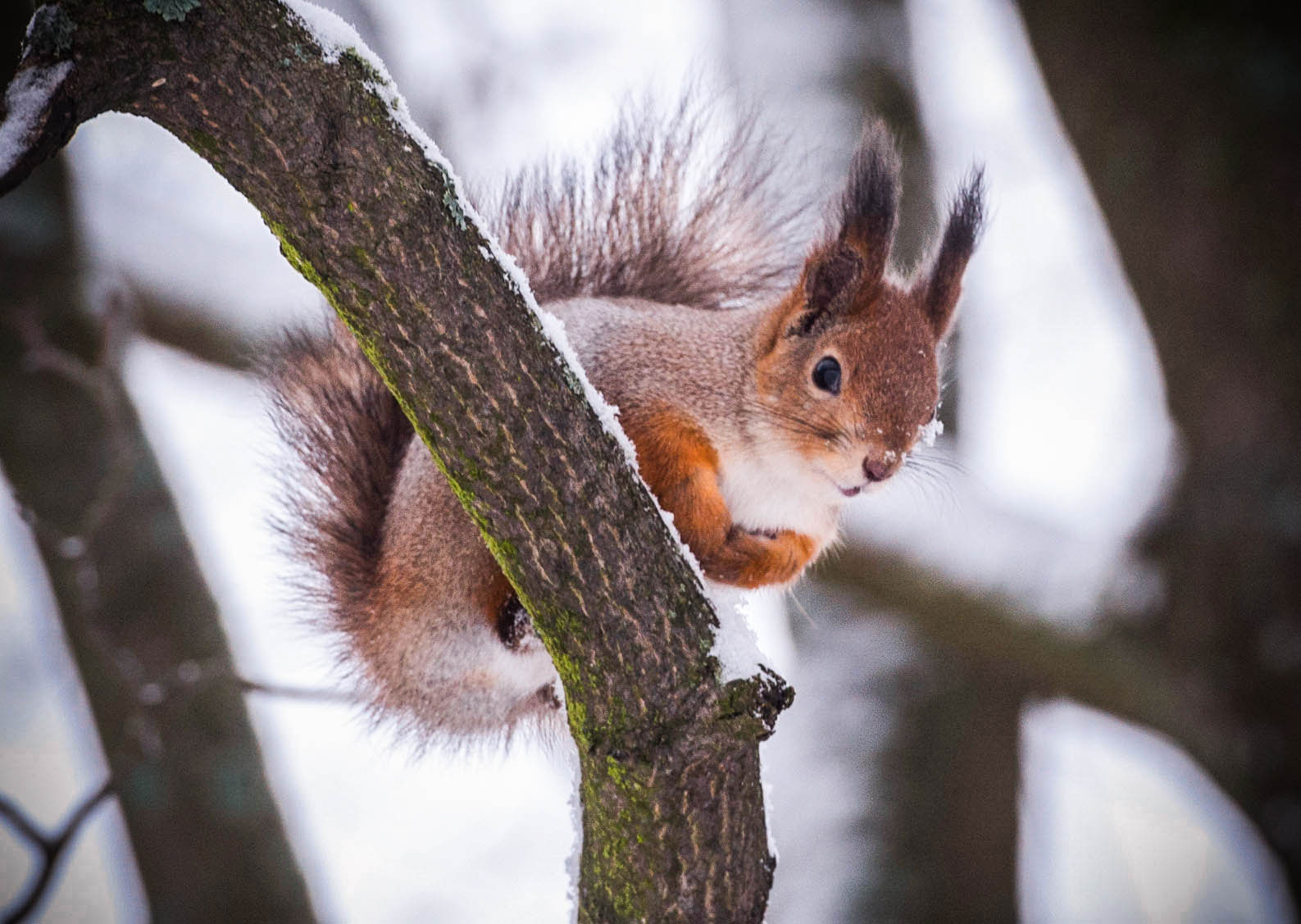 некий текст