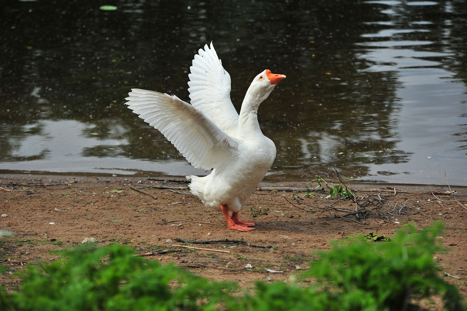 некий текст