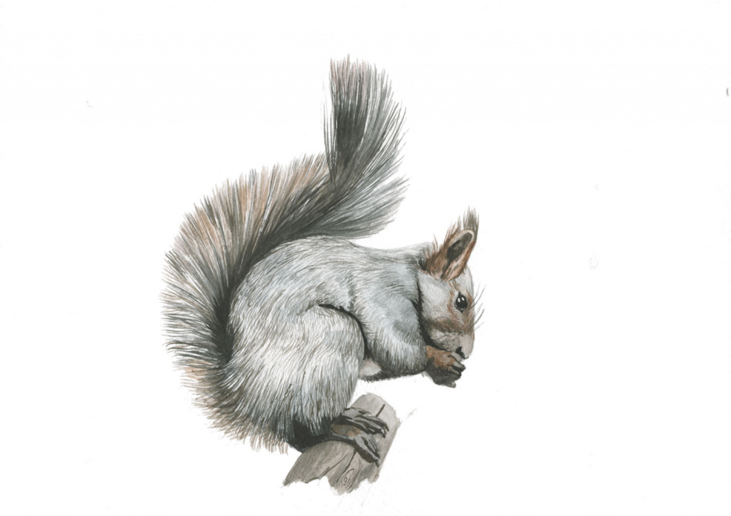 025_белка-обыкновенная-скан.jpg