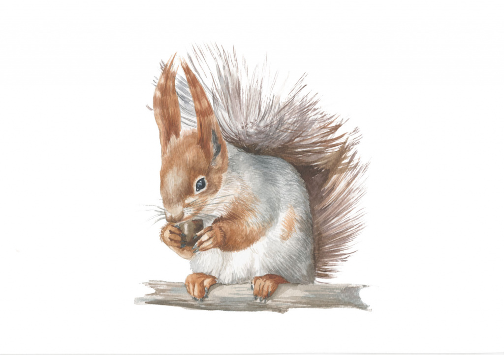 белка-алт.jpg